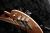 		Musicman - Axis Super Sport Piezo HH Natural
		