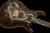 		PRS -  Private Stock 30th Anniversary Dragon Tiger Eye
		