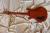		PRS - MAC CARTY    HONEY BURST  2006 
		
