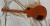 		Gibson - LES PAUL GARY MOORE BFG  année 2008 
		