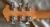 		bc rich - USA EAGLE STANDARD   anne 1978 
		