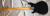 		Yamaha - BB-400 S  Made in Japan     fretless anne 1986 
		